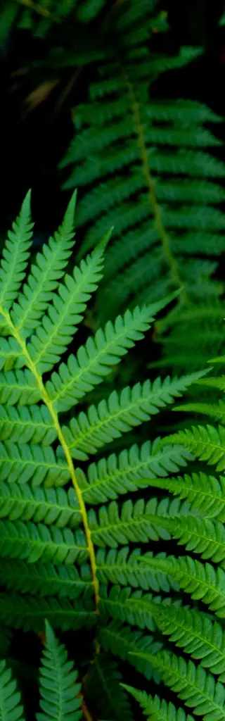 Mietwagenreise durch Neuseelands Nordinsel